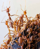 PS5 Empire of the Ants - Limited Edition