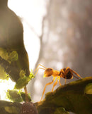 PS5 Empire of the Ants - Limited Edition